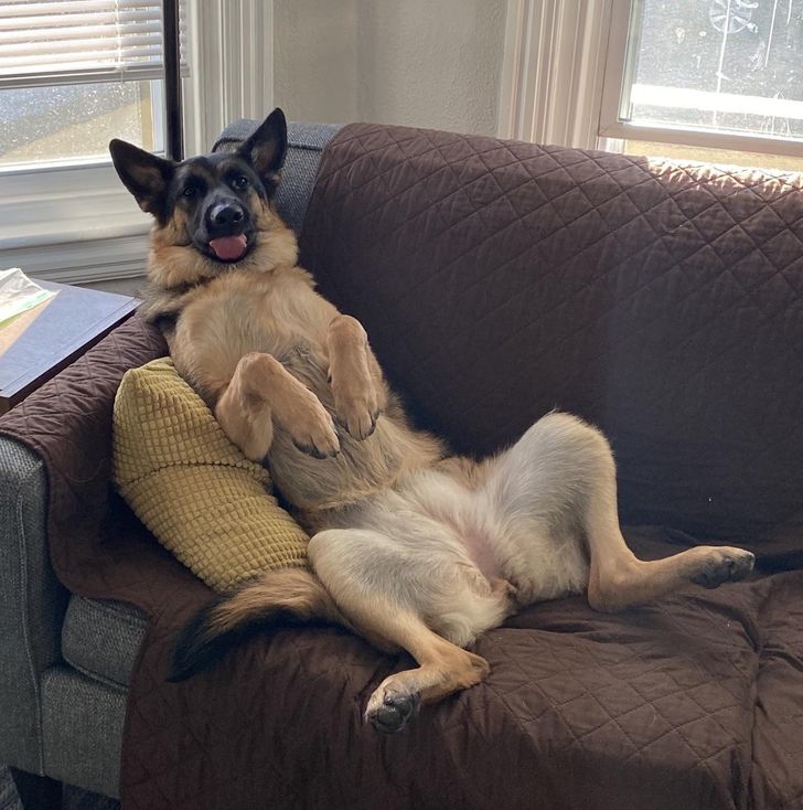 I come downstairs to find my 80 pound shepherd watching Bob’s Burgers