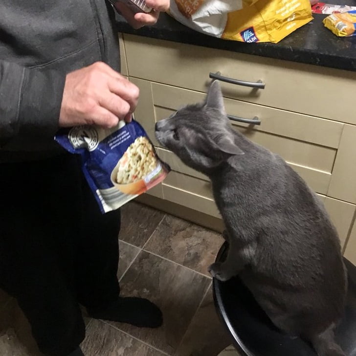 My dad who ’didn’t want a cat’ showing Lucas every item from his recent grocery trip because ’he wants to see what we’ve got