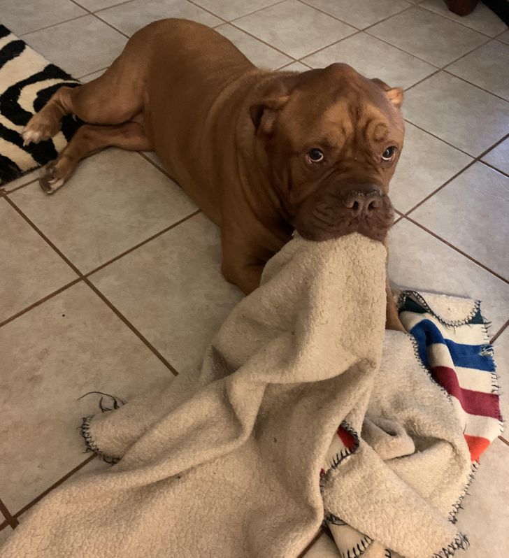 Lola, my grandmother’s dog, brings her blanket to you if she likes you