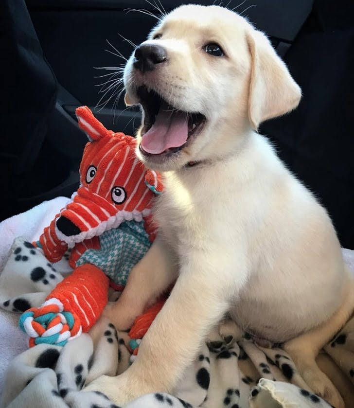 The happiness on his face after getting a forever home