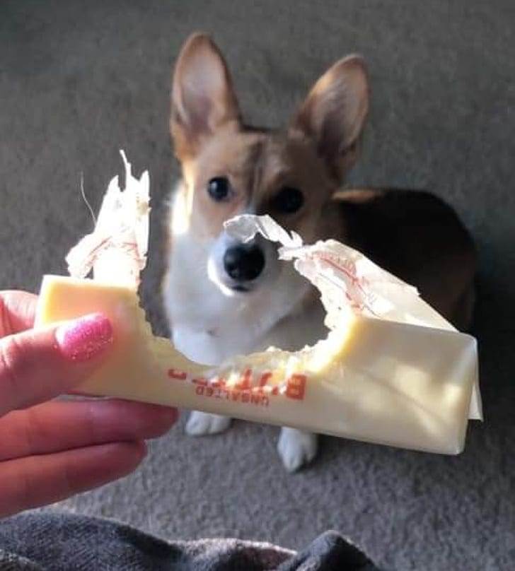 Stephen King’s dog, Molly (The Thing of evil) has a thing for butter