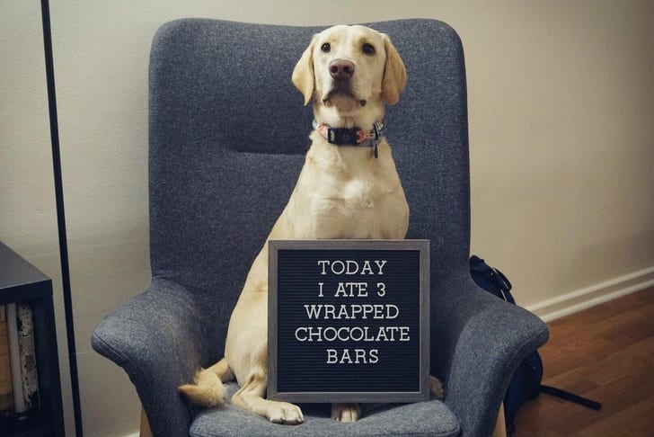 On a serious note, please don’t let your dogs eat chocolate