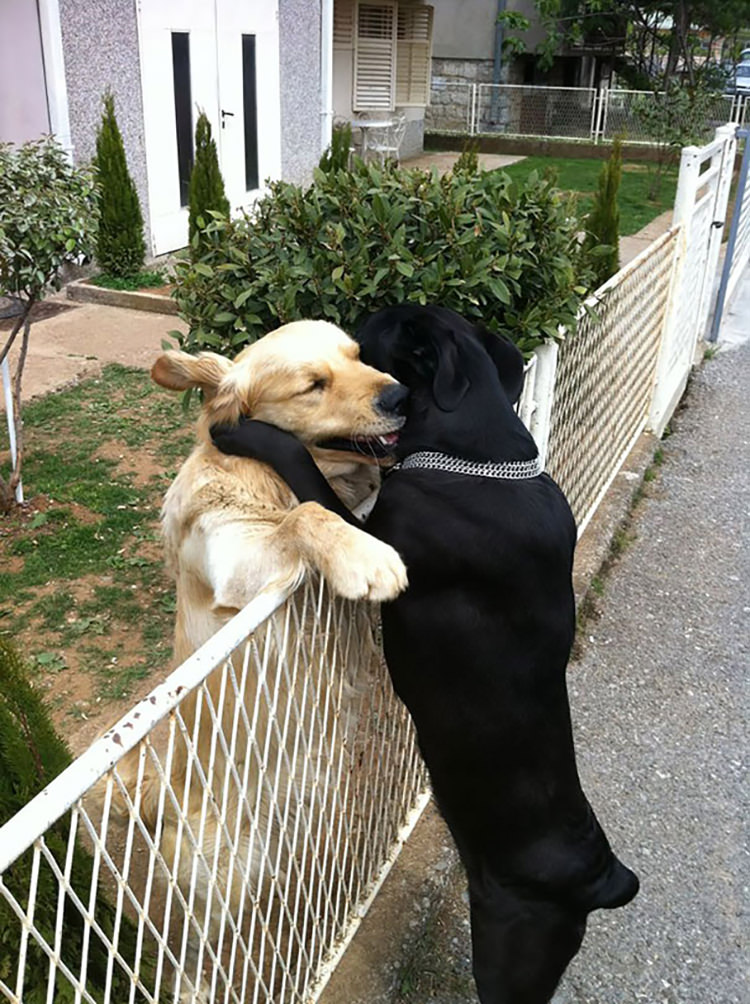 Dog Hug