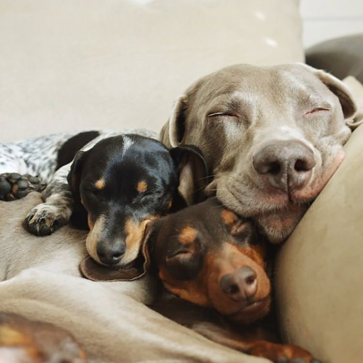 Three Best Friends: Harlow, Sage And Reese