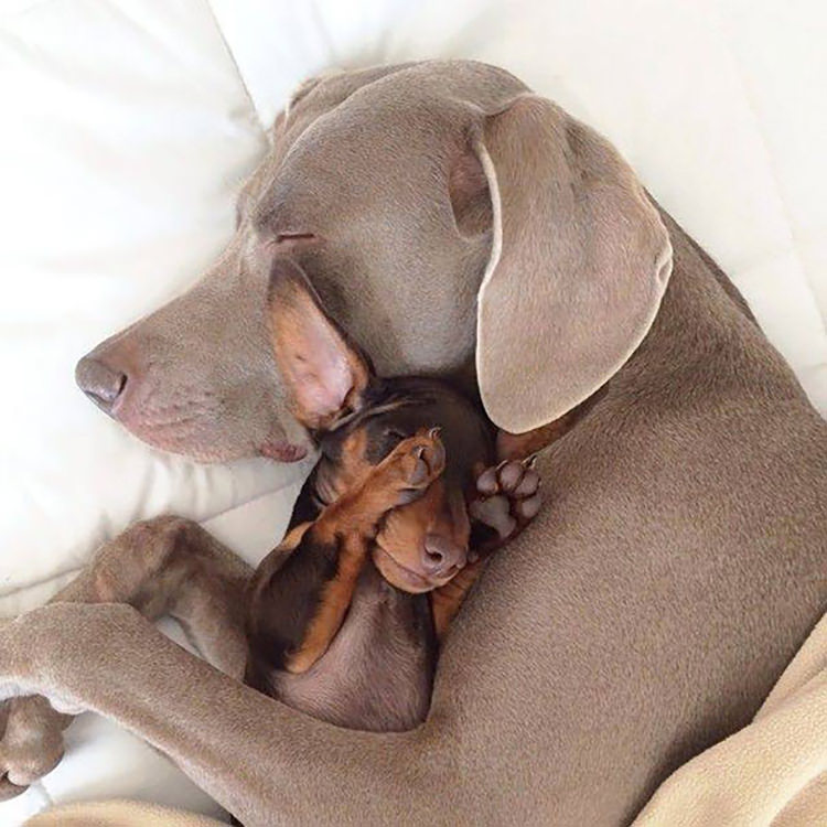 Harlow And Indiana