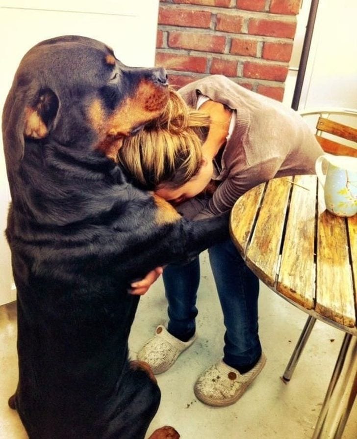 There, there human. It will all be okay, I promise