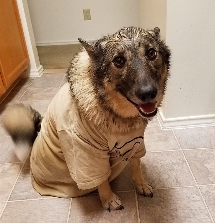 He decided to get sprayed by a skunk tonight. Even after an emergency midnight bath, he has no regrets