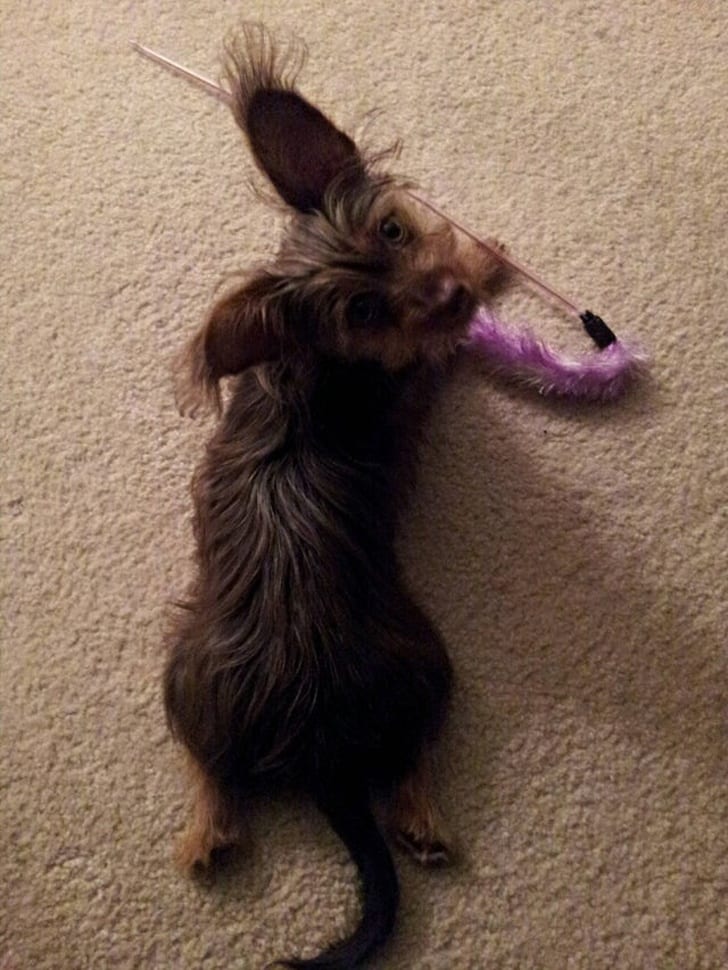 My dog stole the neighbour’s cat toy