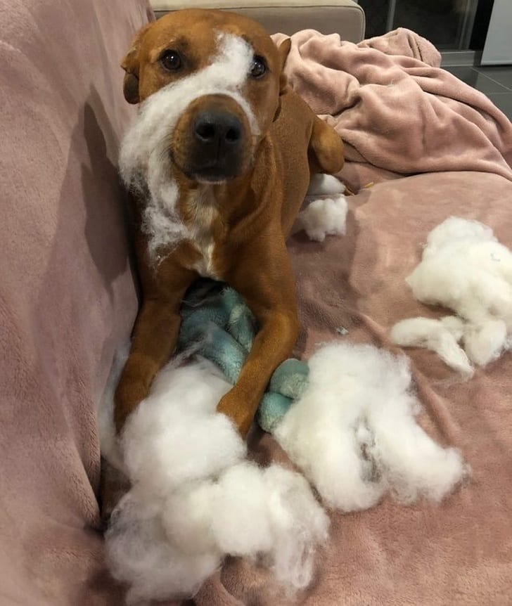 When you think it’s cute for your doggo to play with a stuffed toy…