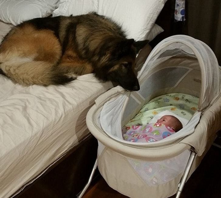 My friend's newborn is less than 3 days old but their dog is already in love with him