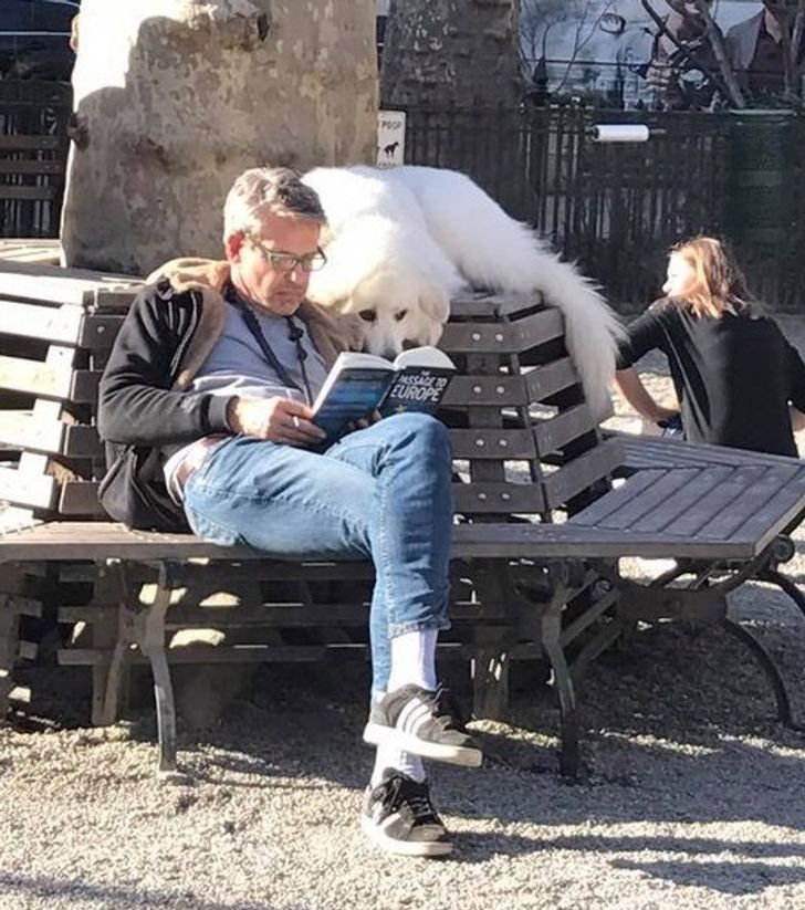 While all the other dogs in the park were playing, he was reading a book with his human.