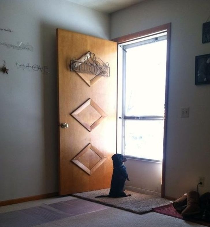 My friend’s dog waiting for him to get home.