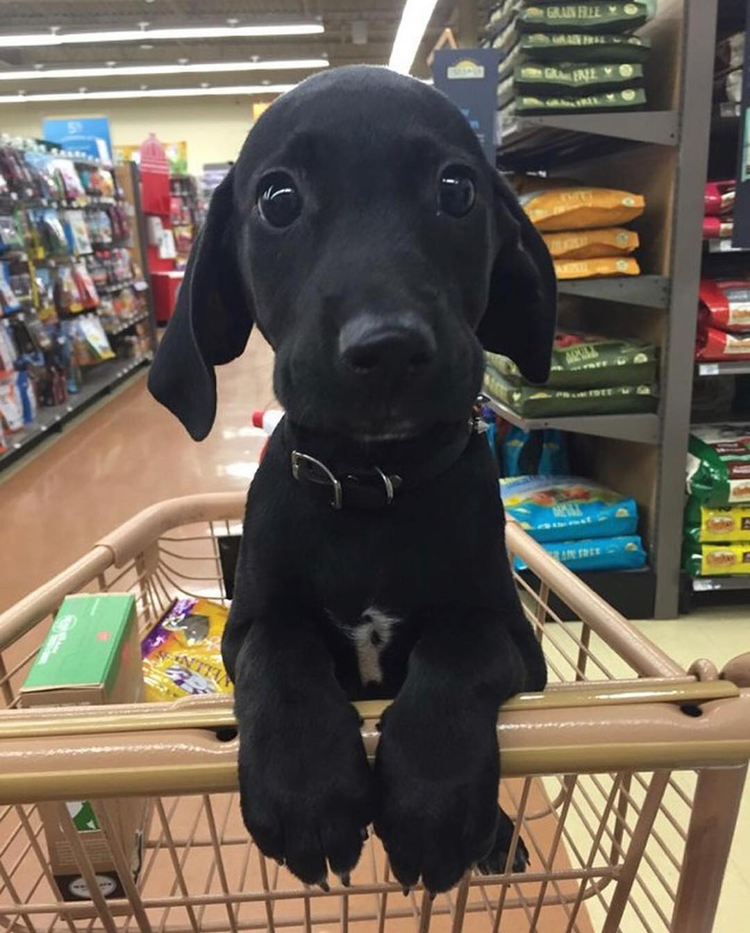 I think we’re gonna need more treats