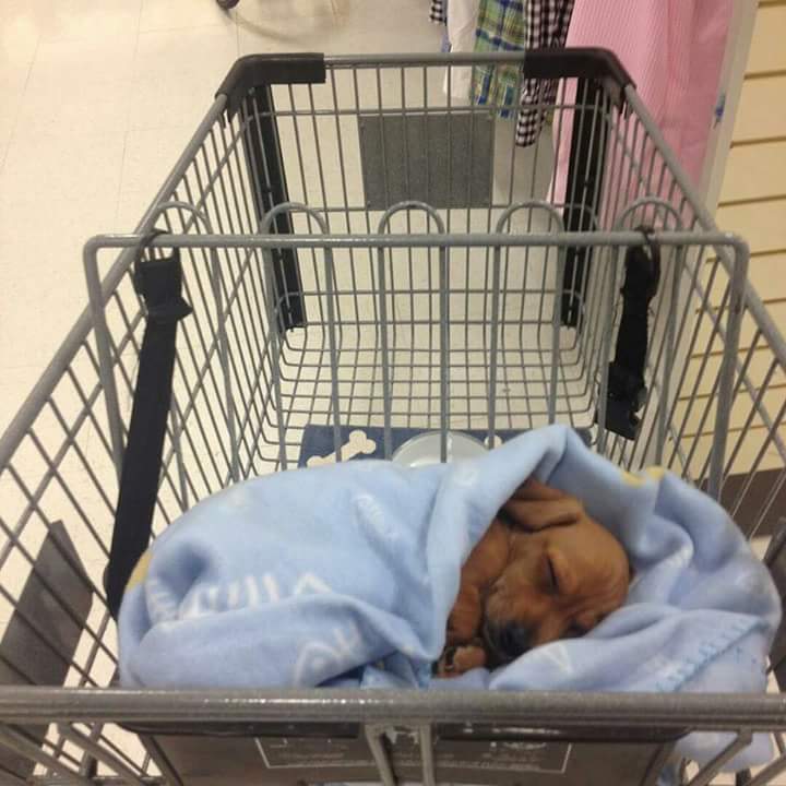 Someone found his favorite sleeping spot
