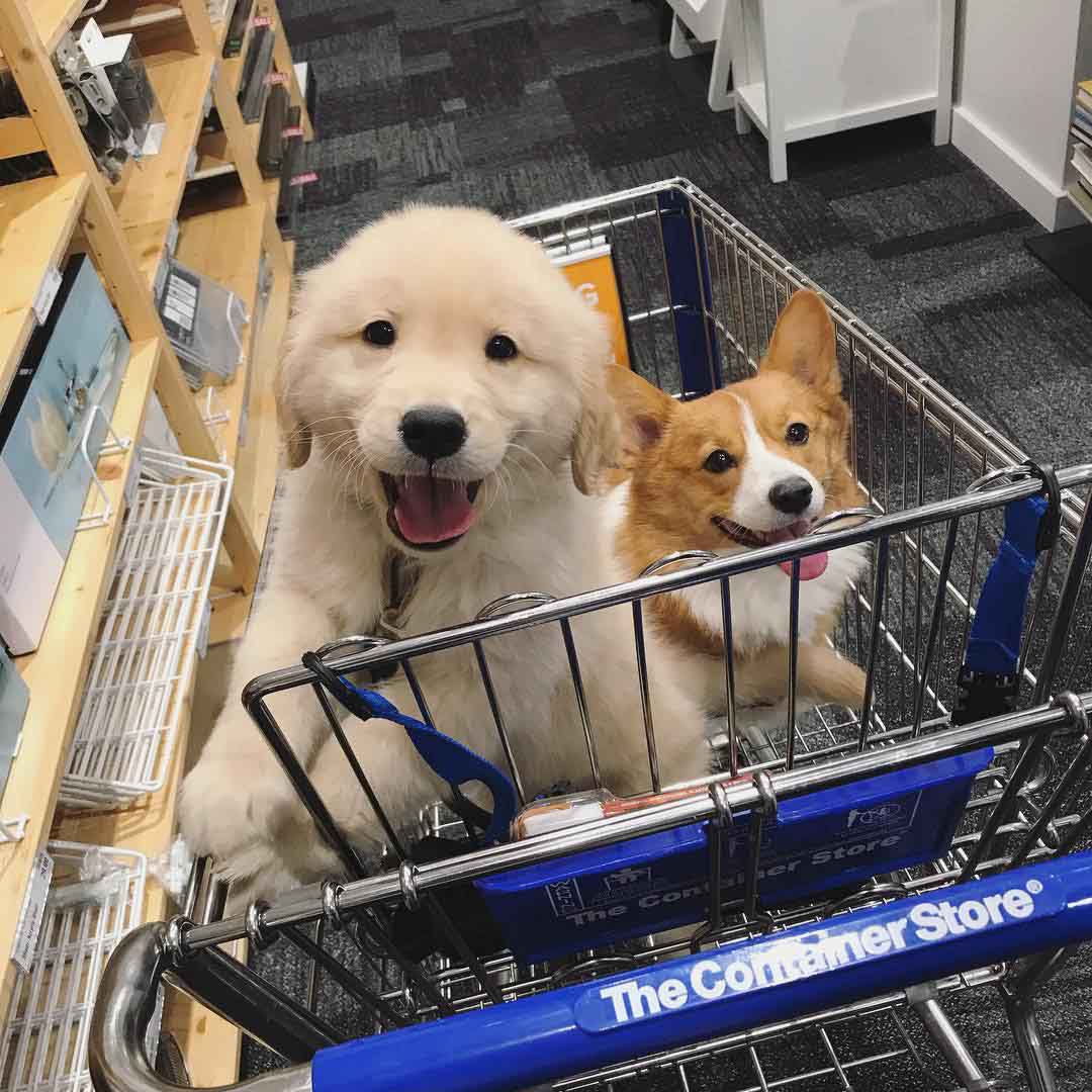 True happiness is when you can bring your buddy for shopping