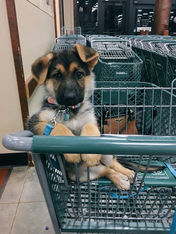 Someone prefers sleeping over shopping.