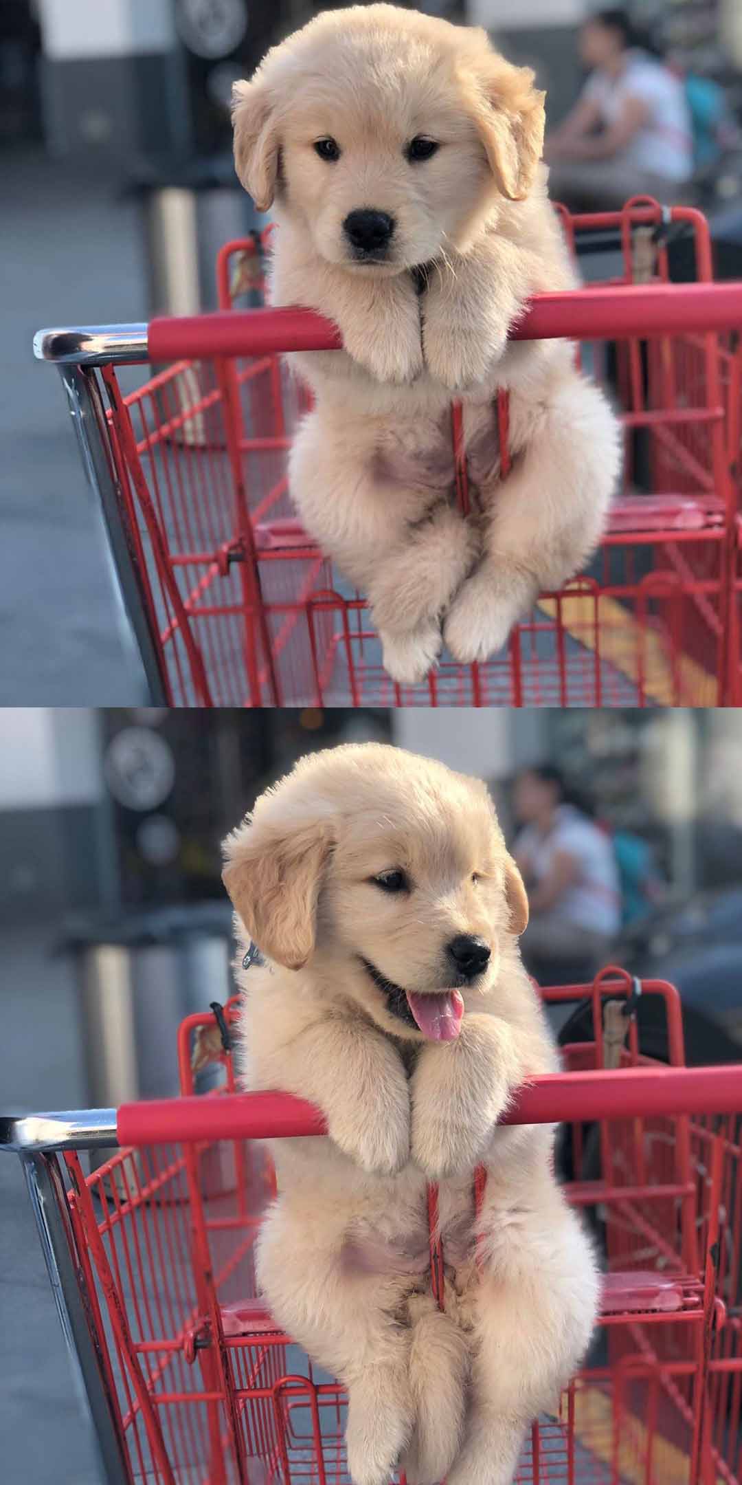 Mr.Fur ball enjoys riding in a trolley more than he enjoys shopping