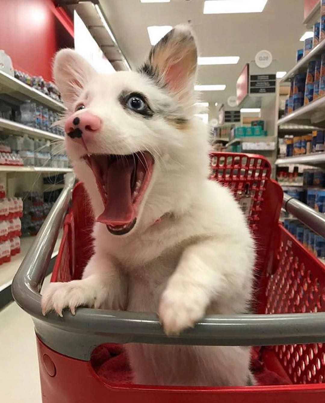Someone is delighted about shopping!