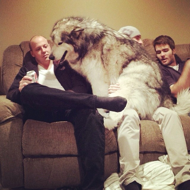 This Malamute thinks that he is one of the dogs that can sit on the laps