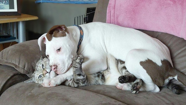 The dogs are too eager to cuddle! But, the cat doesn't seem interested.