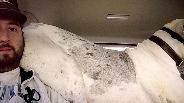 This Great Dane Thinks He's A Parrot