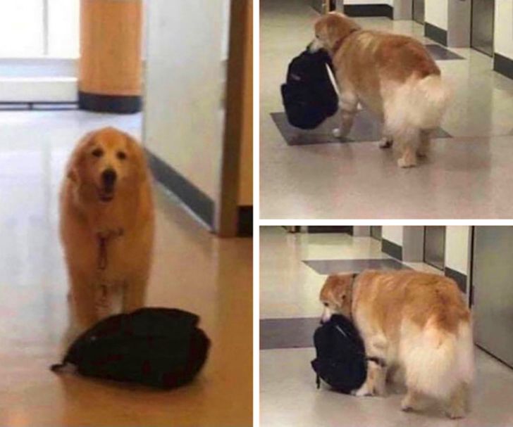 This is Eddie. He works as a therapy dog for kids in intensive care. His little bag is full of toys for them.