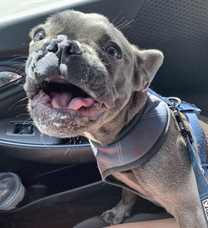 Gave my 7-month-old Frenchie his first-ever puppuccino yesterday