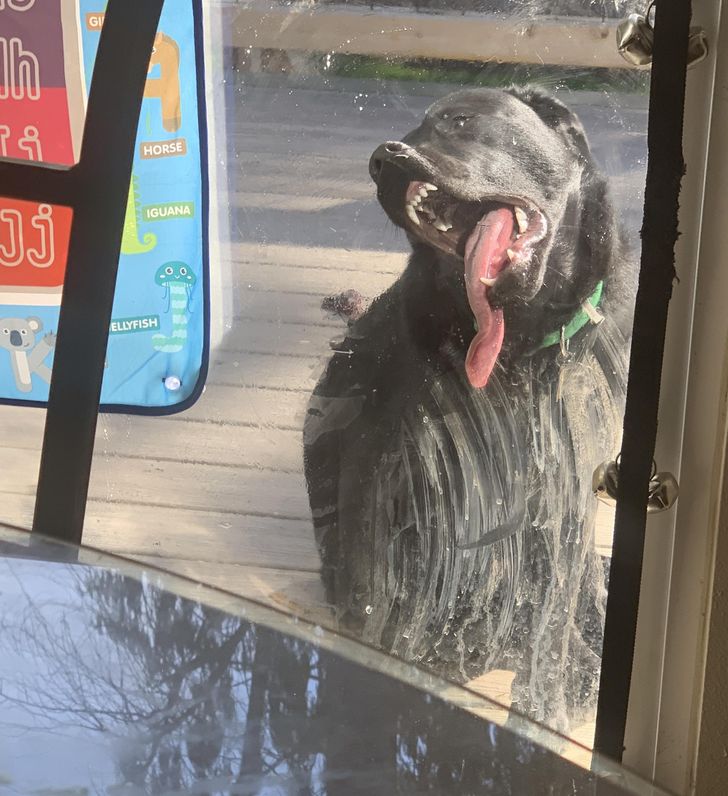 He does this anytime he wants to come in or go out, as demonstrated by the state of my window I just cleaned