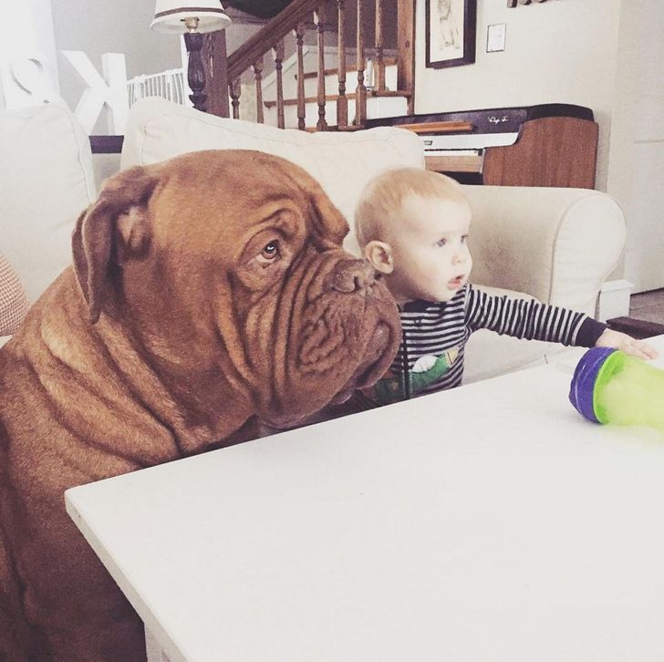 My 1-year-old kid and 150-lb mastiff are best friends