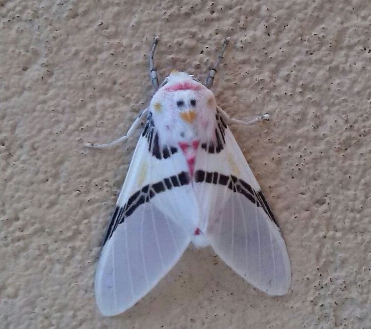 This insect has a duck head on its back