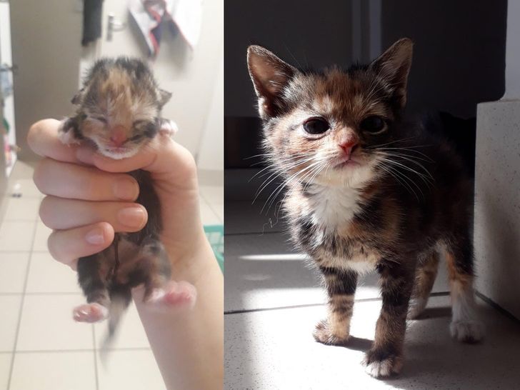 From 2 hours old to 8 weeks old