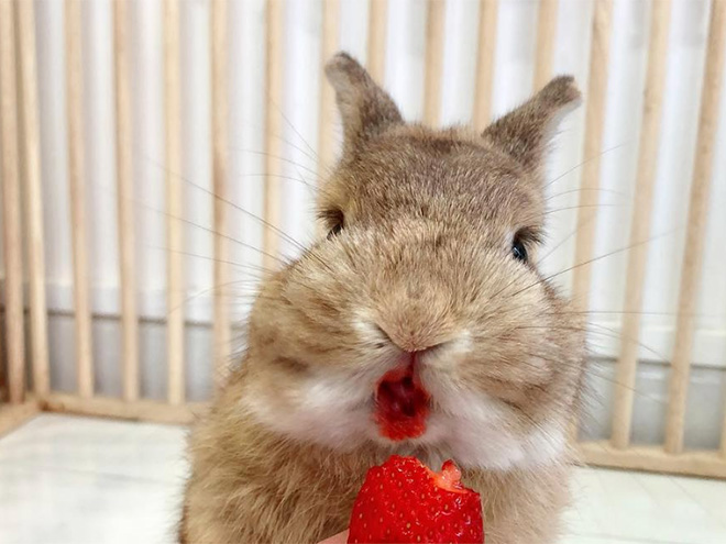 rabbit-eats-strawberry