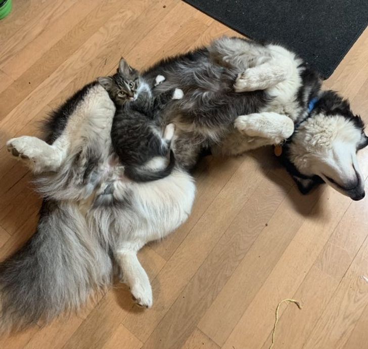 Don’t get a kitten and a husky they said...