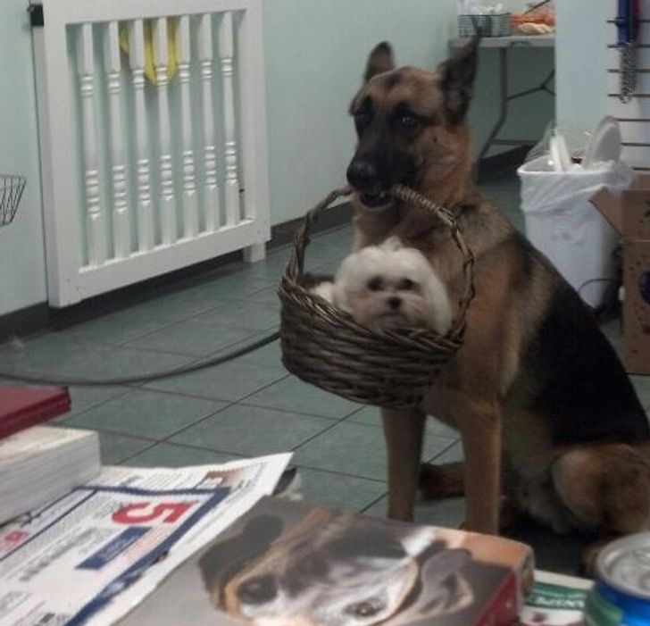 My friend works at a dog grooming spa and turned around and saw this happening