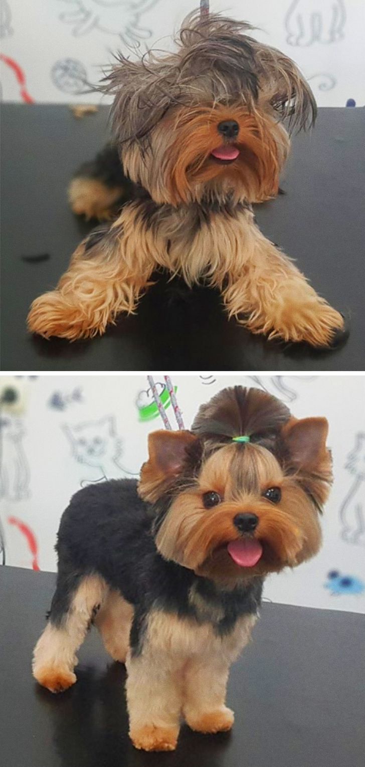 From being Chewbacca to becoming a dog again