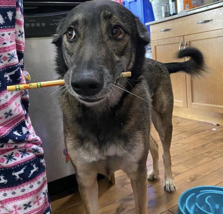 My girl brought me a pencil while I was drawing. Looking super cute while doing it too