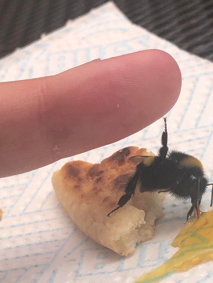 I found a bee collapsed in the sun so I gave it some of my pancake and sugar syrup. Now we’re high fiving