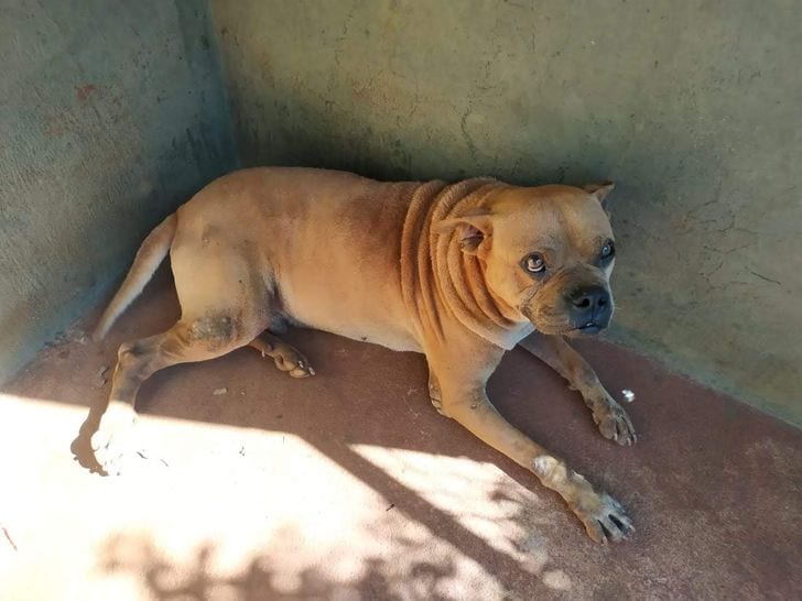 This is my so-called Shar-Pei