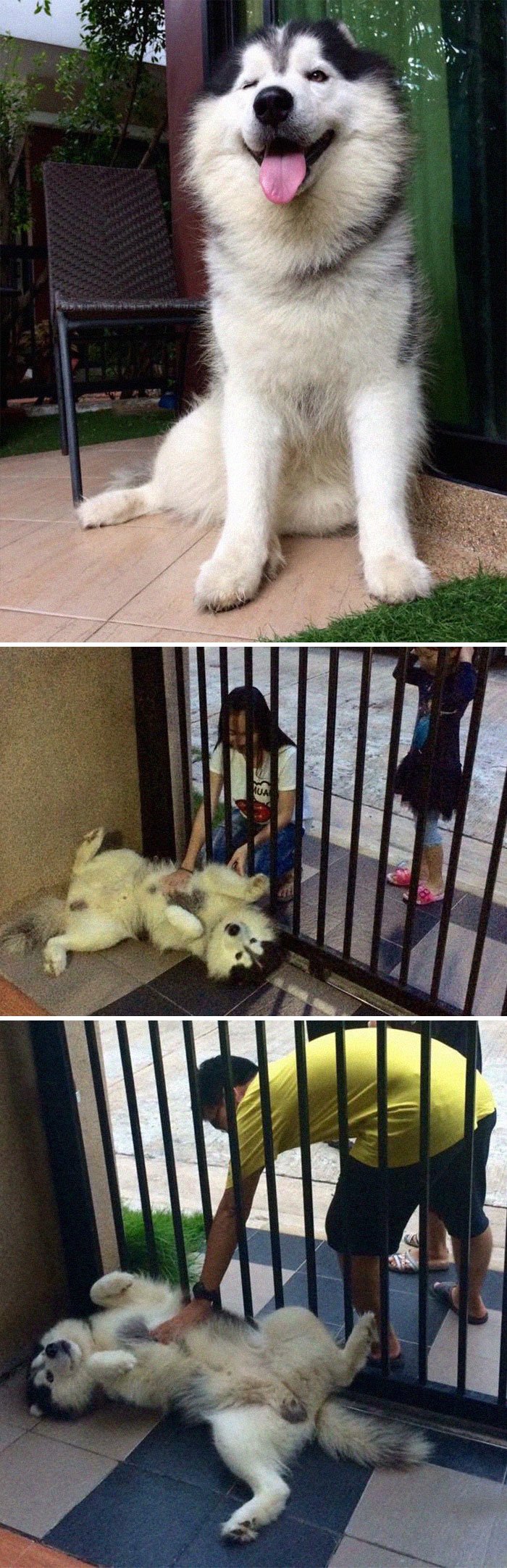 A terrifying guard dog indeed