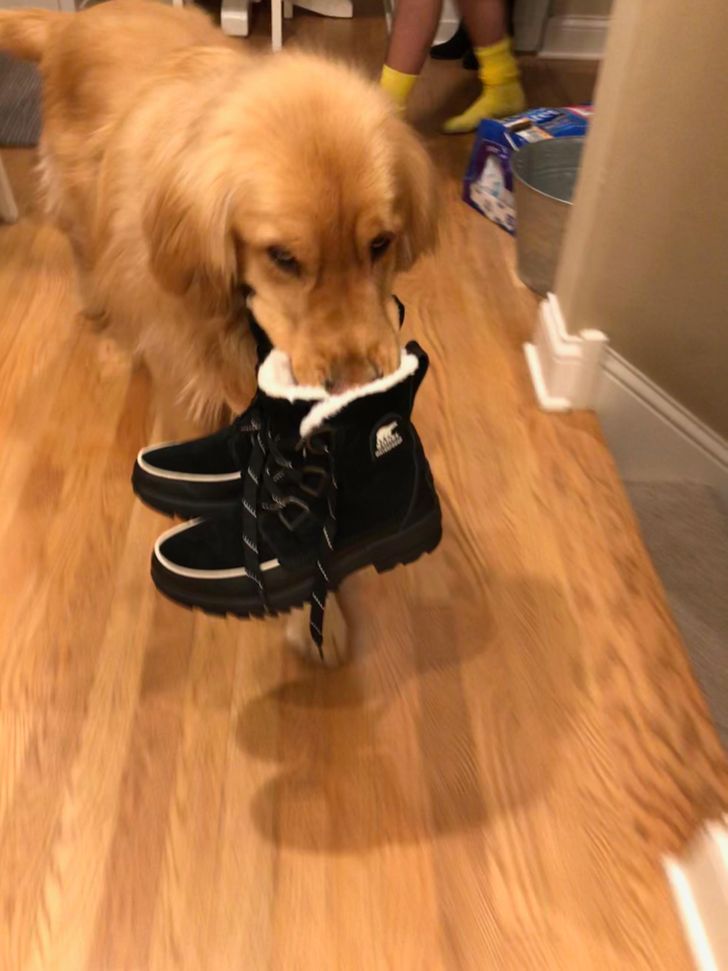 My dog brought me a pair of boots when I got home. I’m truly honored