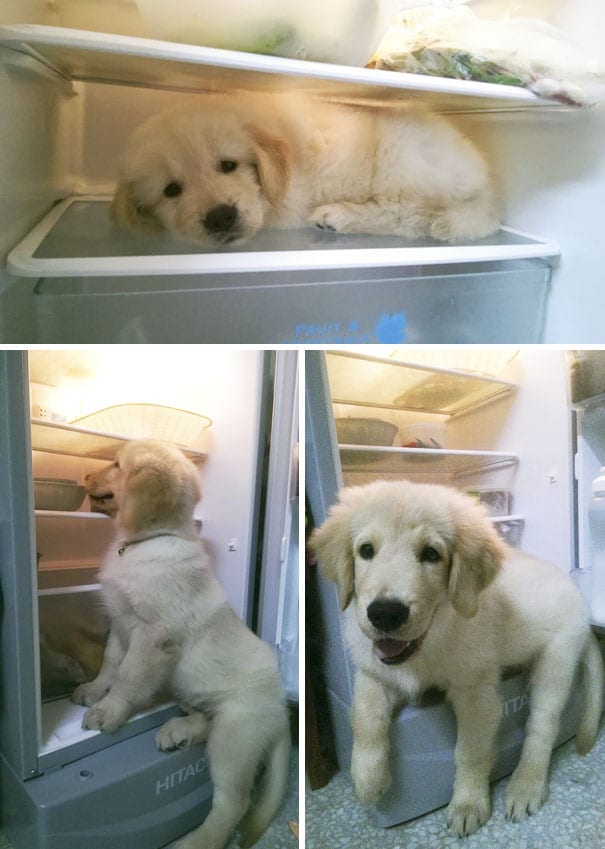 Buy a bigger fridge for the adorable puppy