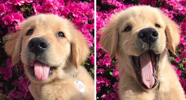 She sure does like the taste of flowers