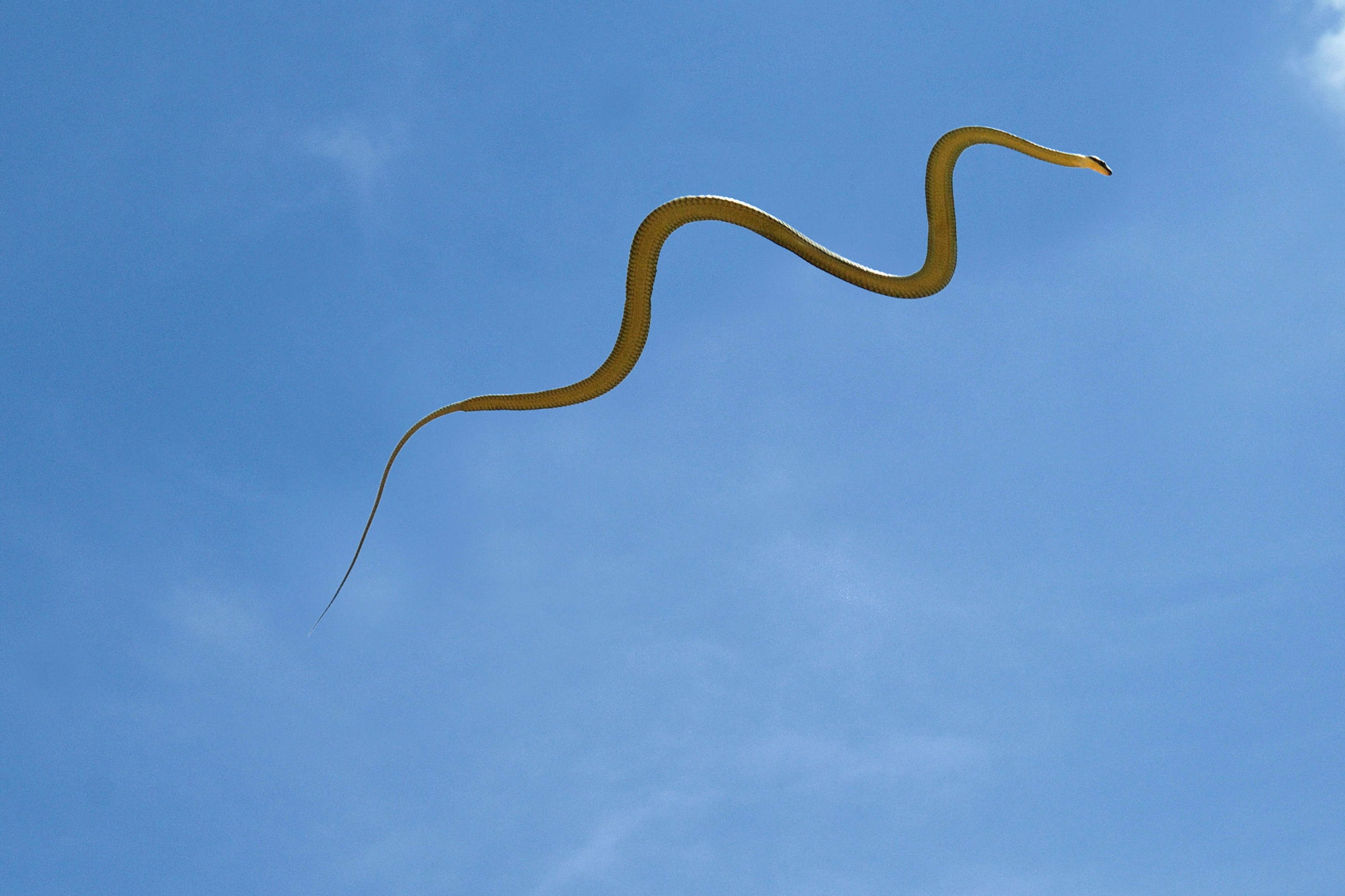 Paradise Tree Snake