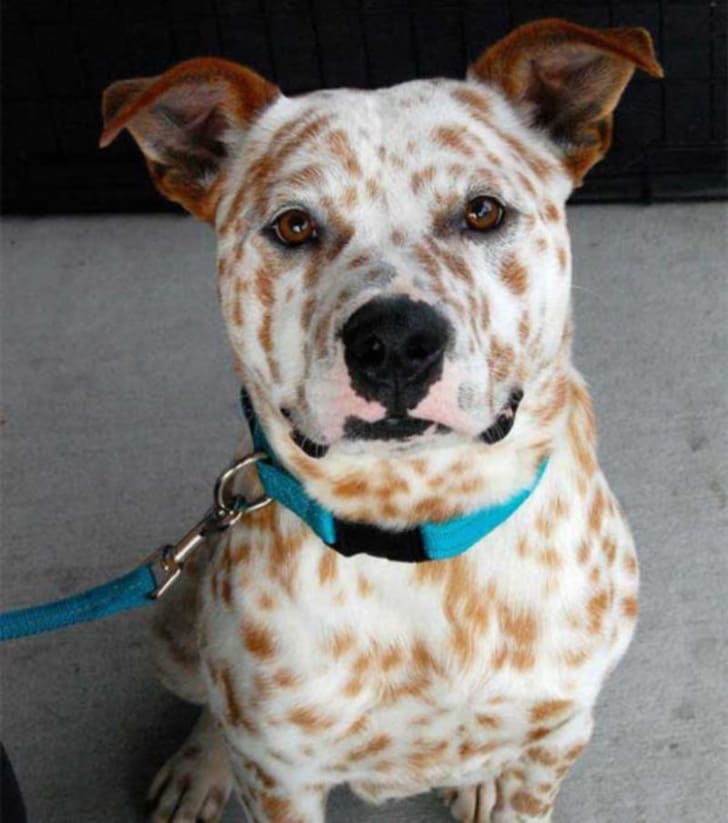His spots look like freckles
