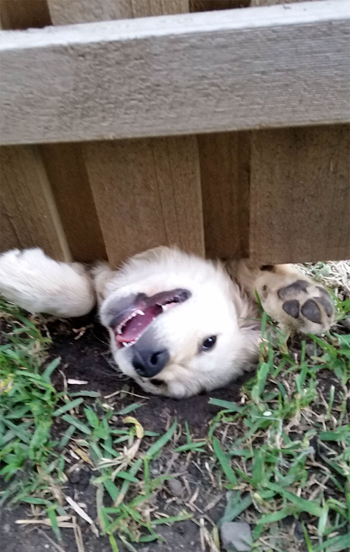 My New Neighbour Decided To Introduce Herself