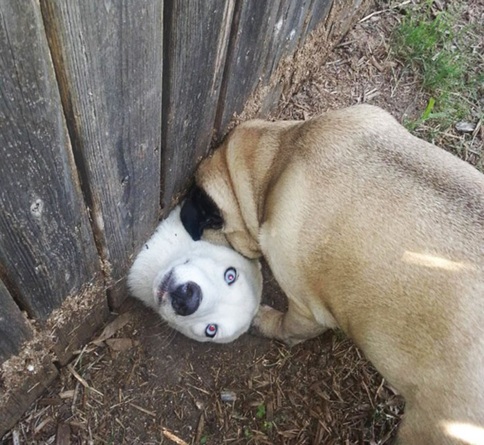 He Wanted To Say Hi To Me And My Dog