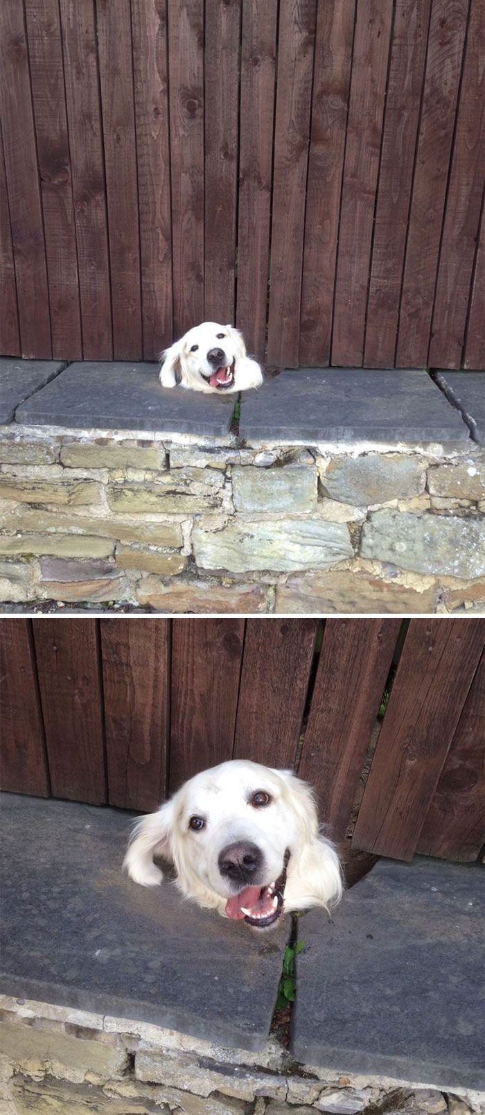 This Dog Lives Near My Boyfriend And Is Known Locally As The Dog That Pokes It’s Head Through The Back Of Its Garden Fence To Say Hi