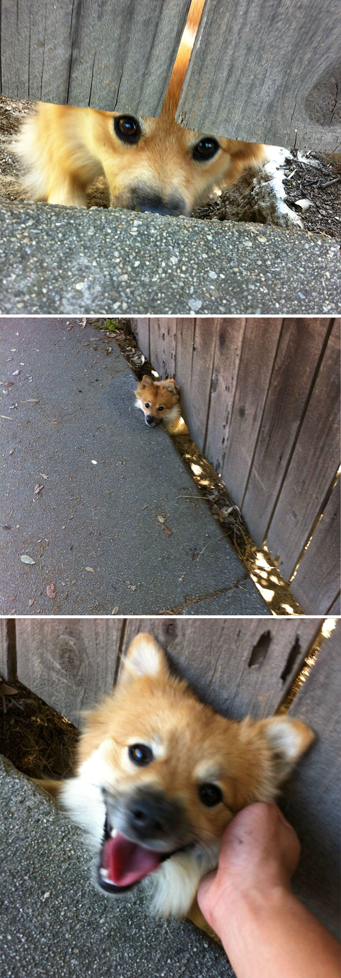 Meet Fence Dog, He Says Hi To Me Passing By Every Time