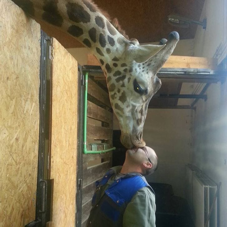 This is how giraffes say “Thank you
