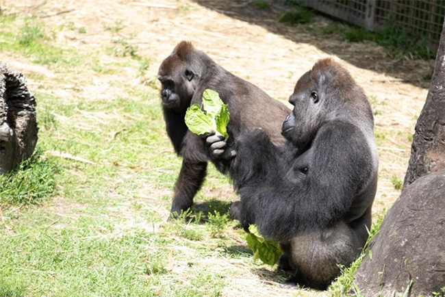 two gorilla